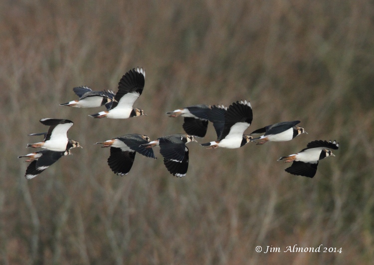Lapwings flight VP 15 1 13  IMG_0125